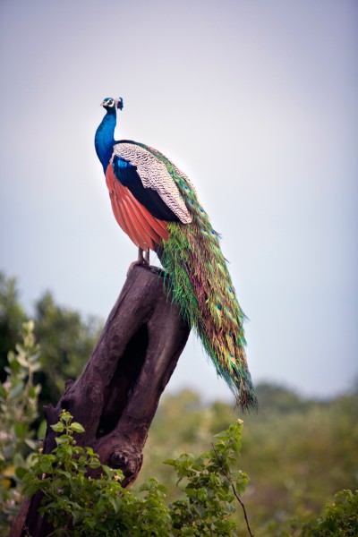 On location: Sri Lanka